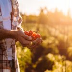 Raccolta pomodori caporalato