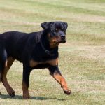 rottweiler-1