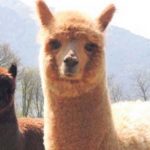 Alpaca