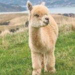 Alpaca