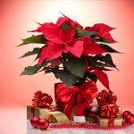 beautiful poinsettia in flowerpot, New Year’s balls and gifts on red background